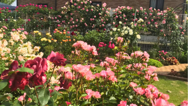 バラが主役の庭へ 美しさを引き立てる花壇＆芝生リフォーム　下妻市K様邸
